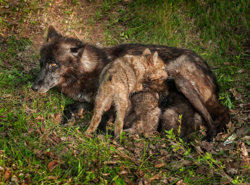 Pups and Black Phase Grey Wolf (Canis Lupus) Play Stock Photo Image