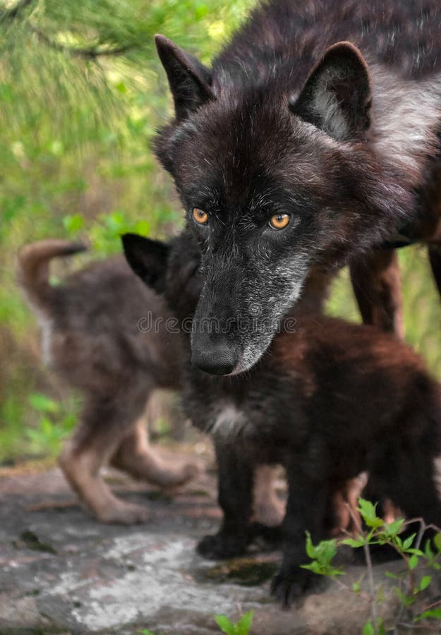 Black Wolf (Canis Lupus) in Front of Pups Stock Image Image of canis