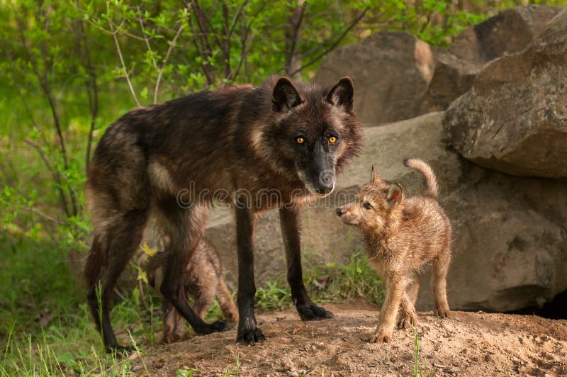 dark brown wolf pup