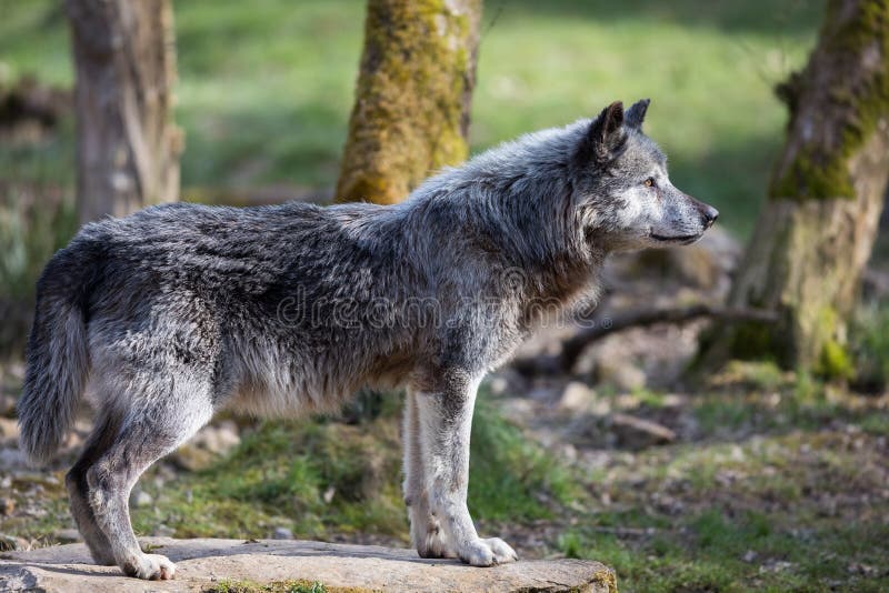 Black wolf in the forest stock photo. Image of carnivore - 163762588