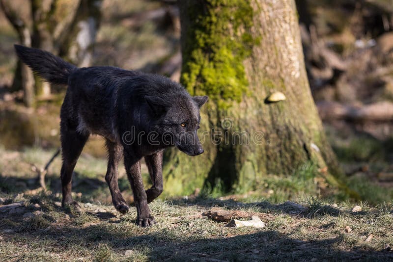 Black Wolf Walking in the Forest Stock Photo Image of eyes, natural