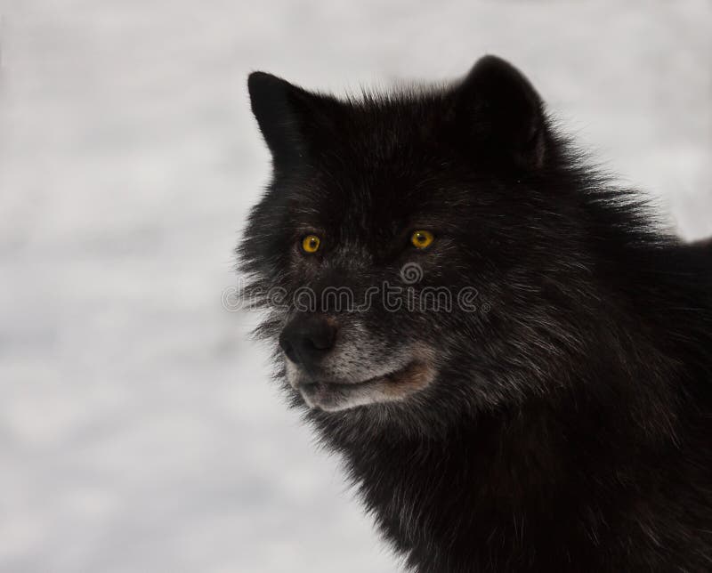 Black Alpha Wolf Howling