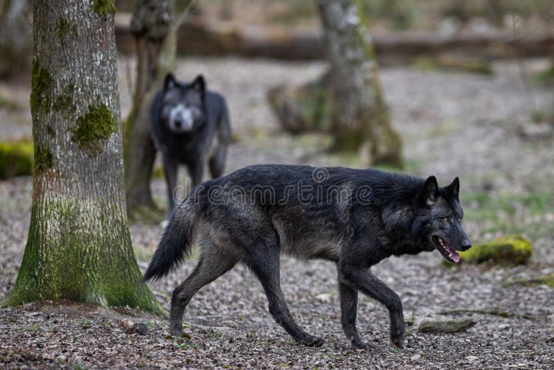 Black Wolf Walking in the Forest Stock Image Image of walking, animal