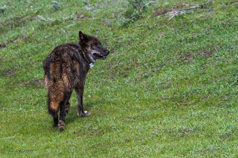 Black wolf of Yellowstone stock image. Image of wolf 54122365