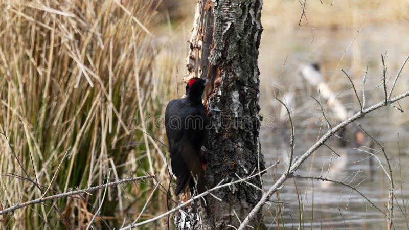 Black woodpecker Dryocopus martius