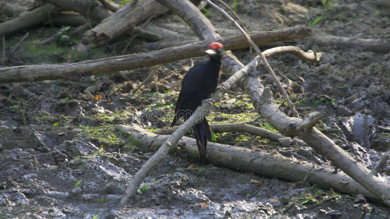 Black woodpecker drinking from a muddy pond