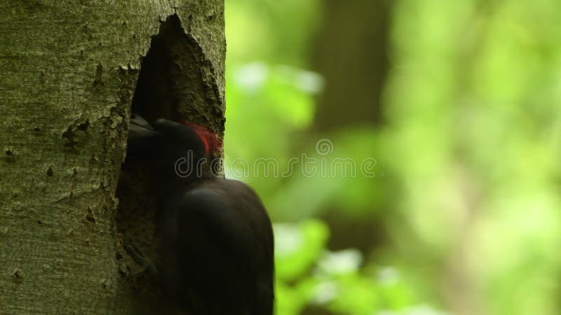 Black Woodpecker - Dryocopus martius