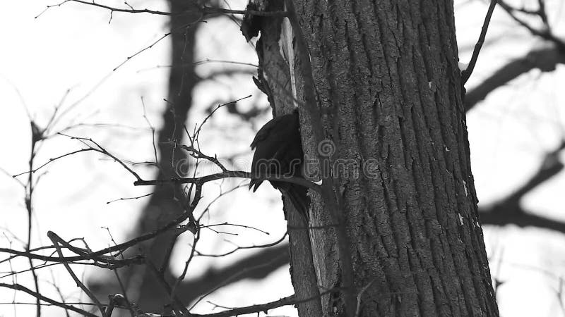 Black woodpecker (Dryocopus martius) knock a dry tree