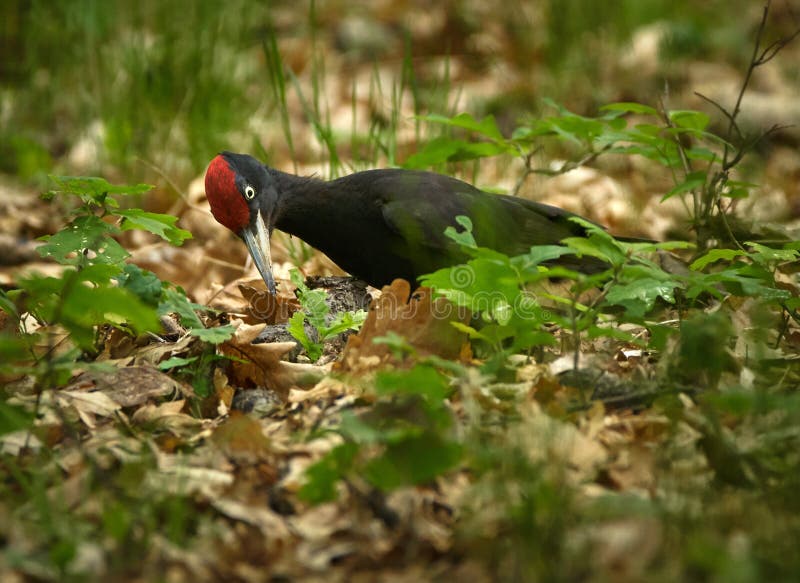 Black Woodpecker in the Forest Stock Photo Image of pecker, colorful