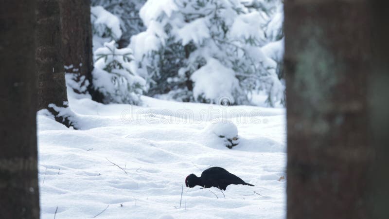 Black woodpecker Dryocopus martius on a snowy ground pecking wood