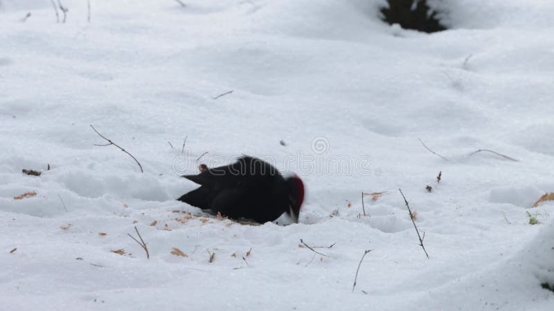 Black woodpecker Dryocopus martius on a snowy ground pecking wood