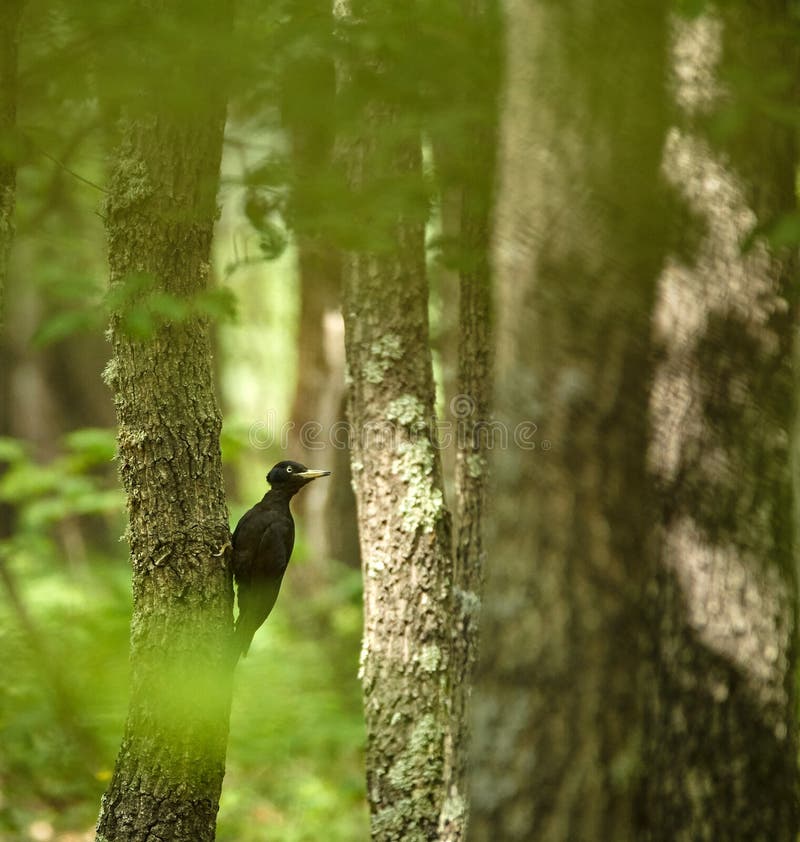 Black Woodpecker in the Forest Stock Photo Image of single, birding