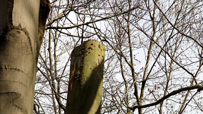 Black woodpecker in hackneyed beech tree, Holland