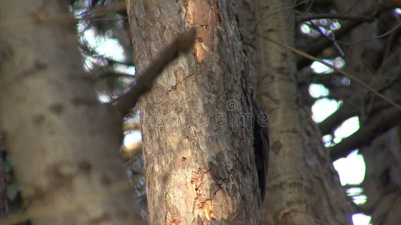 Black Woodpecker hunting insects in pine mountain forest