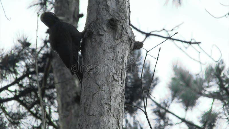 Black Woodpecker hunting insects in pine mountain forest