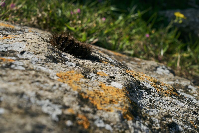 Black Woolly Bear Arctiidae caterpillar