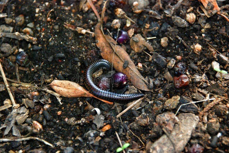 Black worm in ground stock photo. Image of insect, myriapoda 54436766