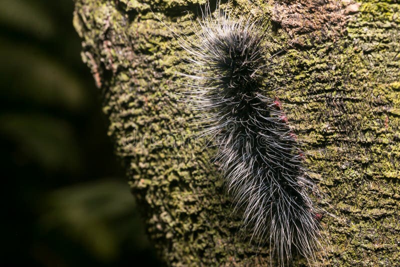 White Shag carpet texture stock photo. Image of design 645972