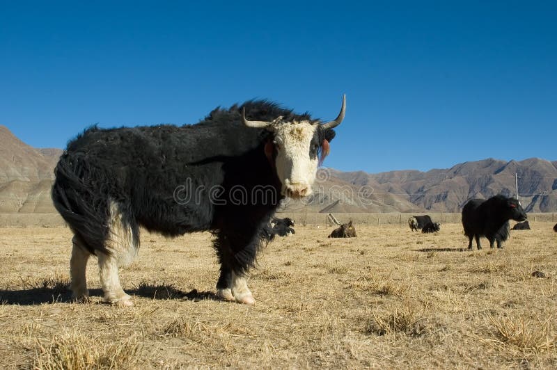 2,504 Black Yak Stock Photos - Free & Royalty-Free Stock Photos