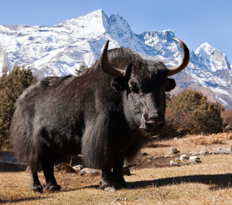 2,504 Black Yak Stock Photos - Free & Royalty-Free Stock Photos