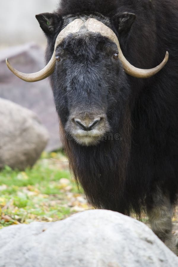 Black Yak Portrait Close Up Royalty Free Stock Photography - Image