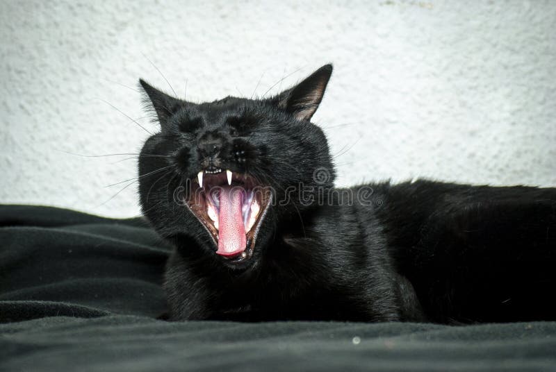 Black cat yawning stock photo. Image of yawning, tired 74960714