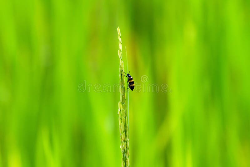 Black and yellow beetle on rice royalty free stock image