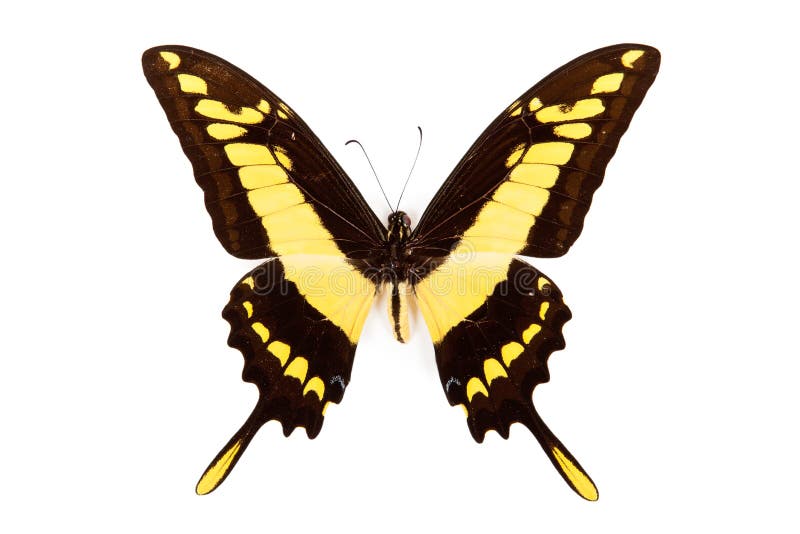 Black and yellow butterfly Papilio thoas