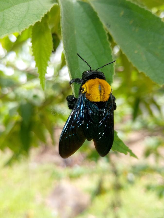 Yellow Carpenter bee stock image. Image of flowers, flying 140502641