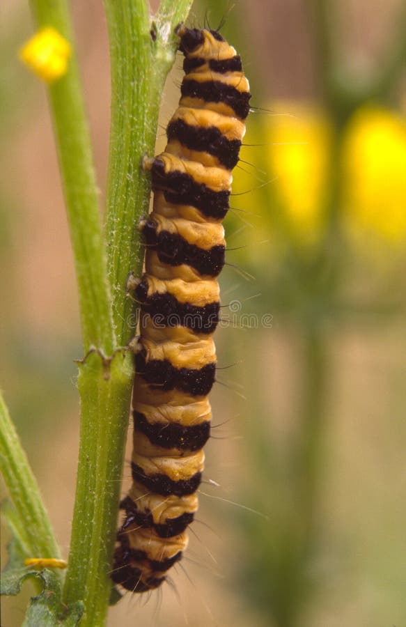 Black and Yellow Caterpillar Stock Image Image of transform, insect