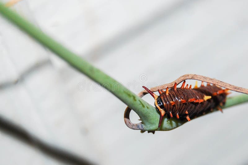 Black and Yellow Caterpillar Climbing a Twig with a White Background