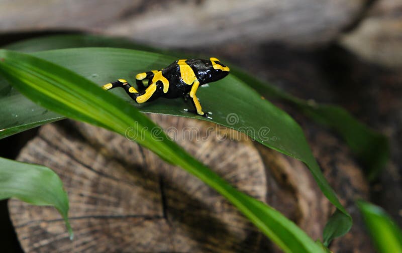 Black & Yellow Dart Frog 2