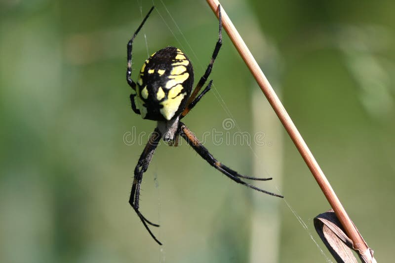 Black & Yellow Garden Spider Female stock image Black & Yellow Garden Spider Female stock image