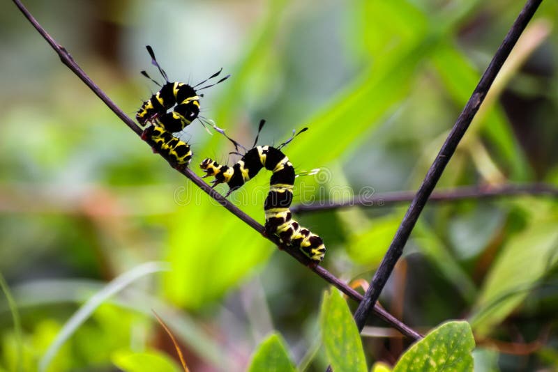 Black and Yellow Hairy Caterpillars. Stock Image Image of background
