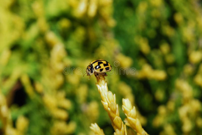 Black and yellow ladybird stock photo. Image of leaf 27408348