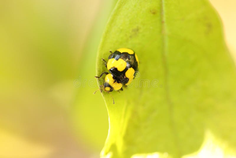 Black and Yellow Ladybug stock image. Image of ladybug 43122825