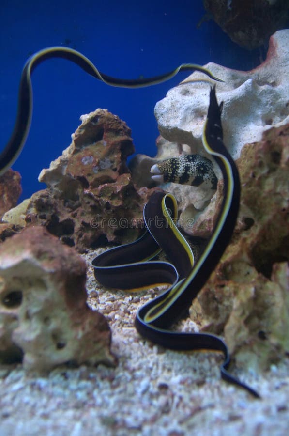 Black and Yellow Moray Eel Fish Stock Photo - Image of snake, thin