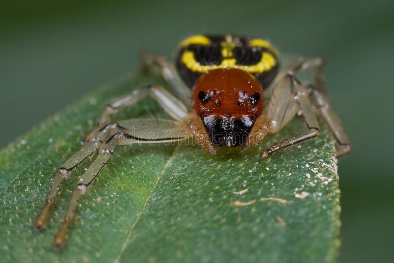 Black, Yellow And Red Crab Spider Stock Photo Image of bite, macro