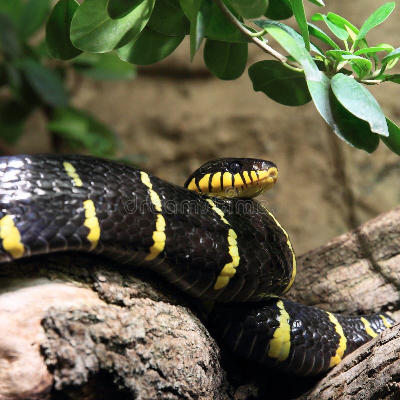 Black and yellow snake