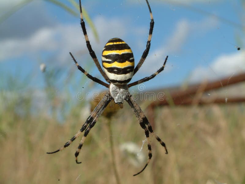 Black and yellow spider stock image. Image of bruennichi 1669739