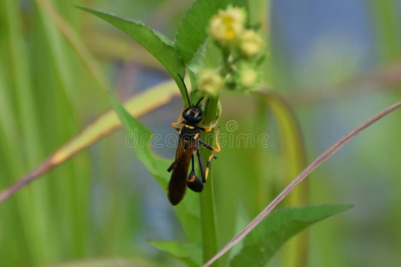 Black and Yellow Wasp on a Flower Stock Photo Image of buzz, europa
