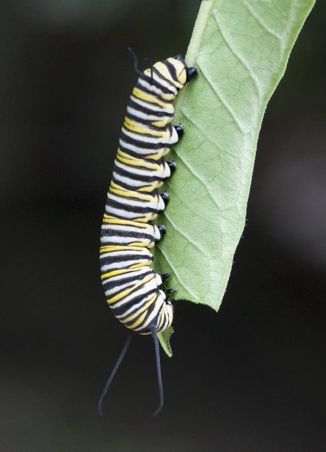 Caterpillar on Leaf stock photo. Image of black, larva - 29963144