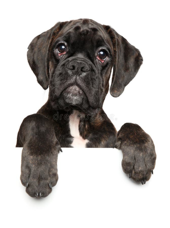 3,426 Black Boxer Dog Stock Photos - Free & Royalty-Free Stock Photos From  Dreamstime