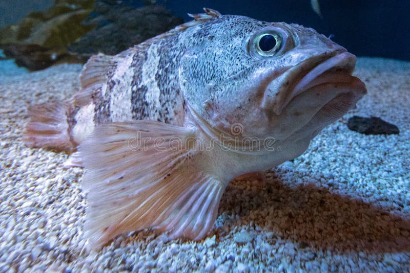 Bluemouth Rockfish Stock Photos Free & RoyaltyFree Stock Photos from