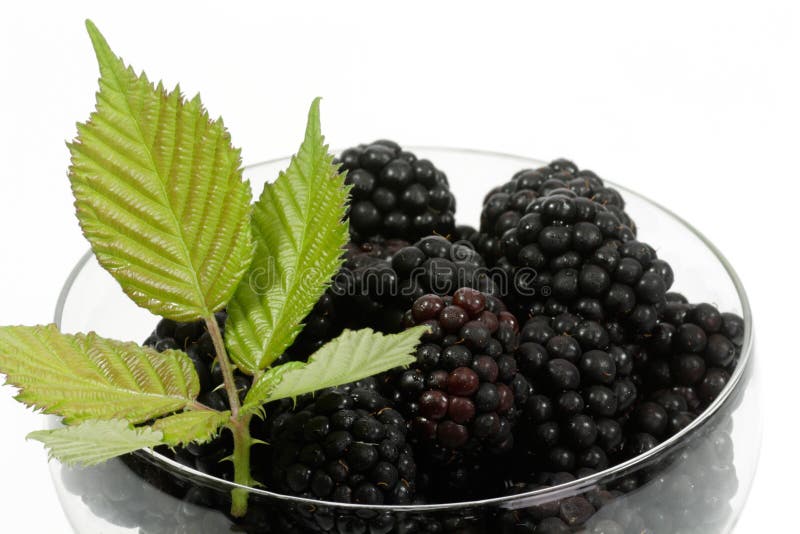 Blackberries stock image. Image of garden, berries, summer 13037307
