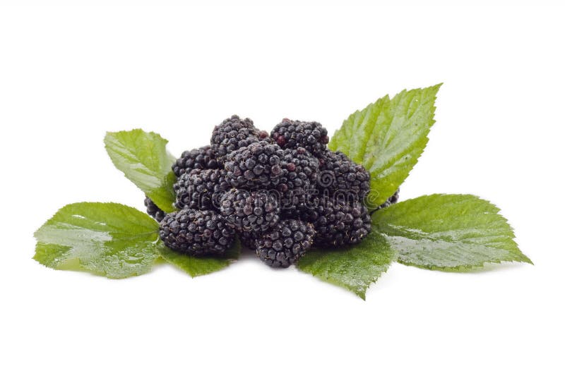 Three Ripe Blackberries with Leaves Stock Photo Image of gourmet