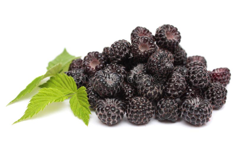 Three Ripe Blackberries with Leaves Stock Photo Image of gourmet