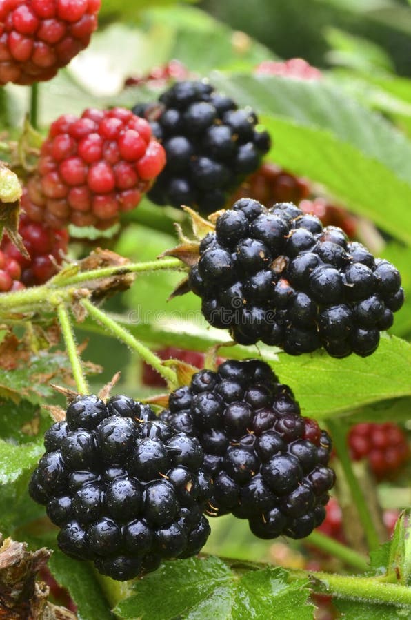 Blackberries