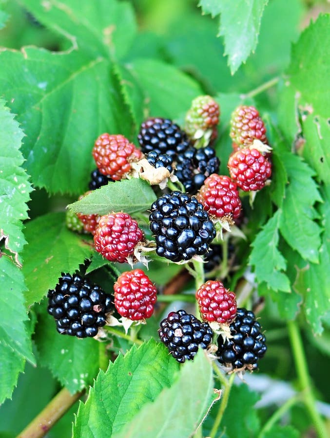 Blackberries stock image. Image of isolated, blue, gardening - 26068793