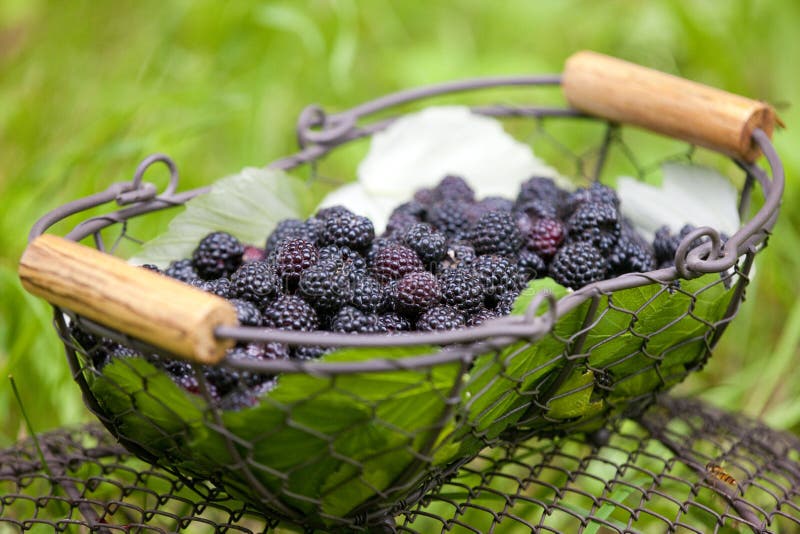 Blackberries in basket stock image. Image of outdoor 174147187